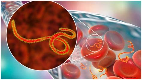 Regeneron’s Antibody cocktail REGN-EB3 (Inmazeb) is first FDA-Approved ...