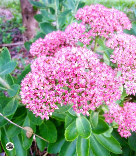Perennial Feature: Autumn Joy Sedum
