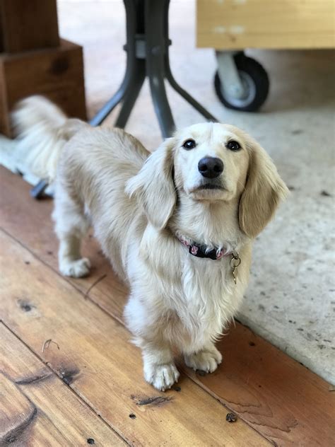 English Cream Dachshund on Hardwood Floor
