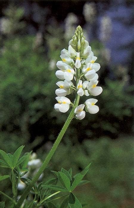 Stages to the Supreme : spiritual meaning of flower