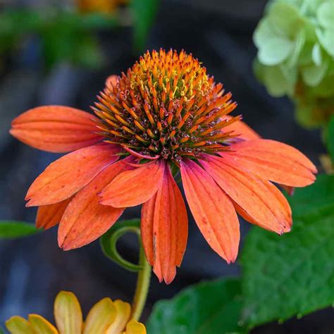 Amazon.com : QAUZUY GARDEN 50 Bright Orange Coneflower Echinacea Seeds ...