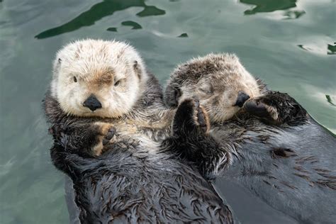 Cute fact of the day: Sea otters hold hands while they sleep so they ...