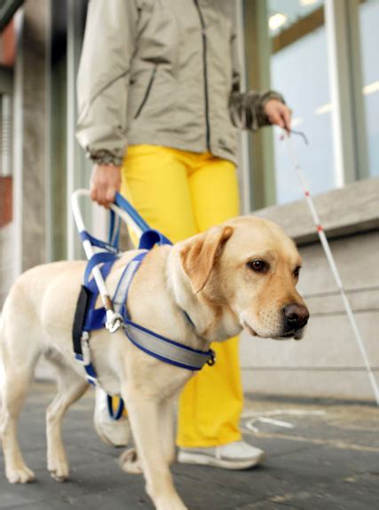 导盲犬一般是什么品种？怎么训练的_百度知道