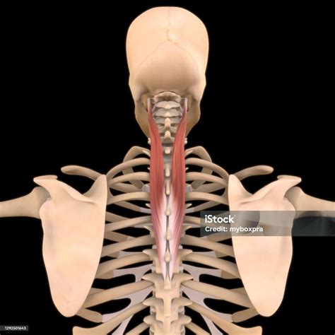 Splenius Cervicis Muscle Anatomy For Medical Concept 3d Illustration ...