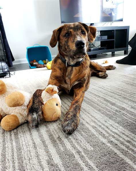 wolf trap animal rescue