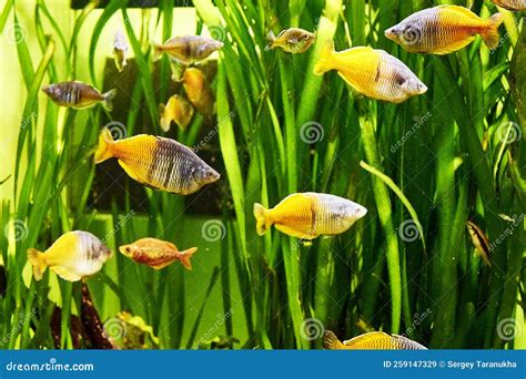 A Flock of Rainbow Fish Melanotenias Boesman among Algae in Clear Water ...