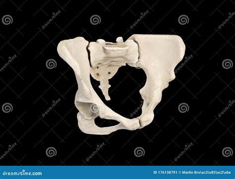 Pelvis, Human Skeleton, Female Pelvic Bone Anatomy, Hip, 3D Artwork, Bones Labeled Anatomy Top ...