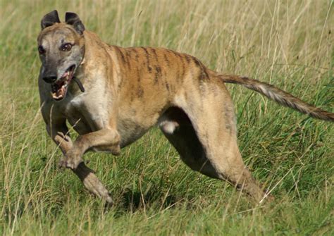 Greyhound Breed Guide - Learn about the Greyhound.