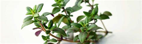 Wiberg Kräuter getrocknet | GOURMET VERSAND Online Shop