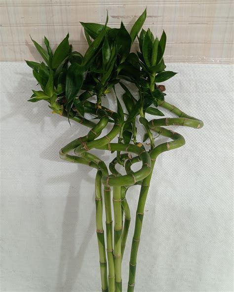 Buy Lucky Bamboo Plants for Good Luck & Wealth – ChhajedGarden.com