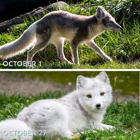 Tundra Arctic Fox In Summer
