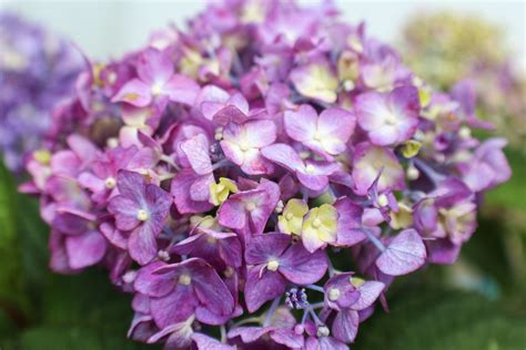When Do Hydrangea Bloom In Chicago at Rose Briggs blog
