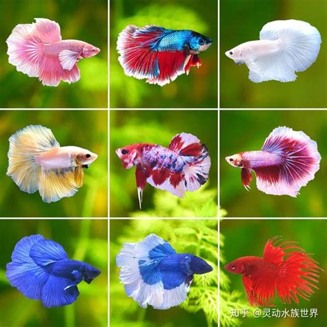 斗鱼什么礼物最多最新素材