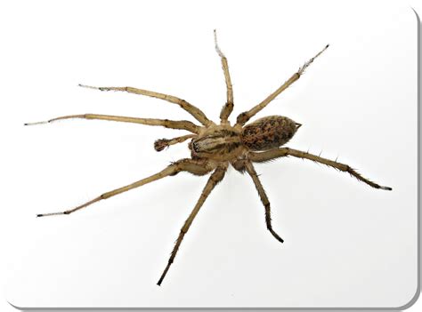 The Brown Recluse Spider, The legend of…