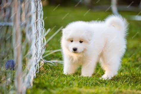 How Much Do Samoyeds Cost