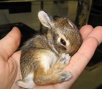 Image result for Mommy and Baby Bunny