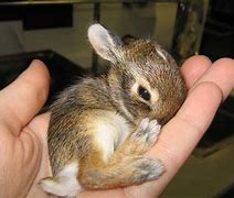 Image result for Cute White Baby Bunny