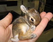 Image result for Baby Bunny Bellies