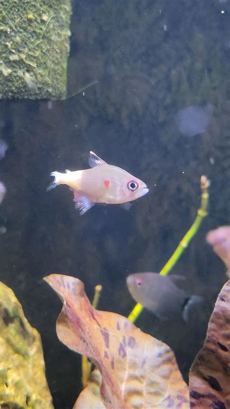 Best Treatment for Fin Rot? : r/Aquariums