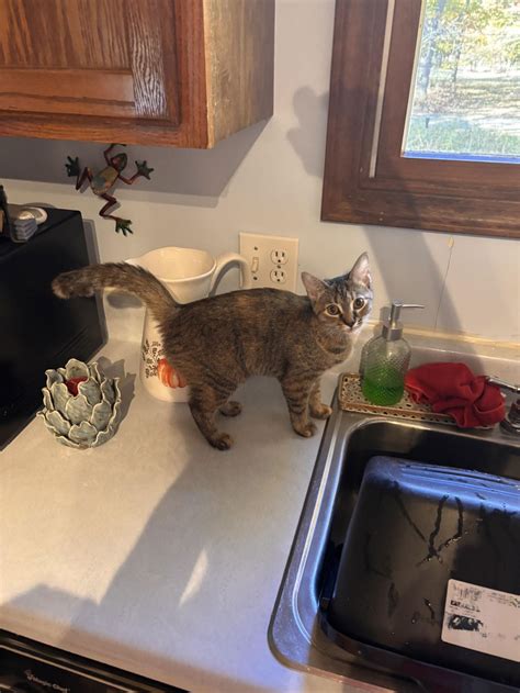 Adopt 1355 blackberry Today - Pets TheCountyOffice