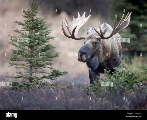 Bull moose (Alces alces) pauses late in the rut in Southcentral Alaska ...