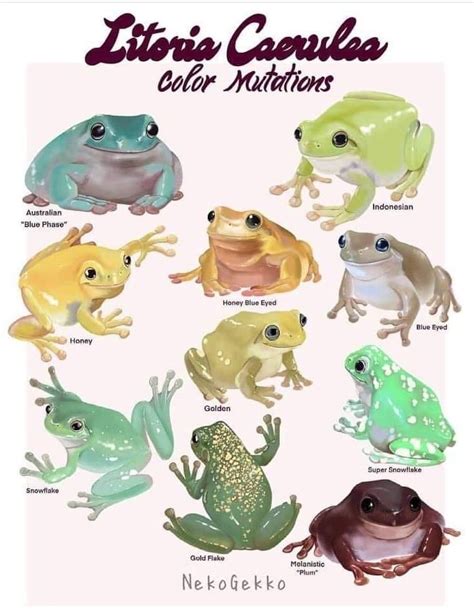 Image result for Tree Frog Colors