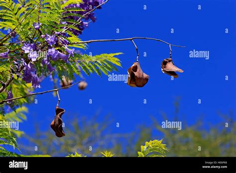 Image result for Inline JavaScript Example