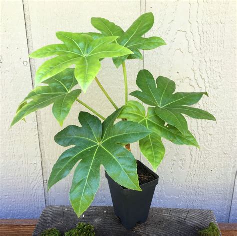 Japanese Aralia, Air Purifying Houseplant, Fatsia Japonica, Aralia ...