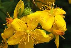 fiori di bach torino fiore agrimony rimedio per dipendenze inquietudine fiori di bach torino fiore agrimony rimedio per dipendenze inquietudine