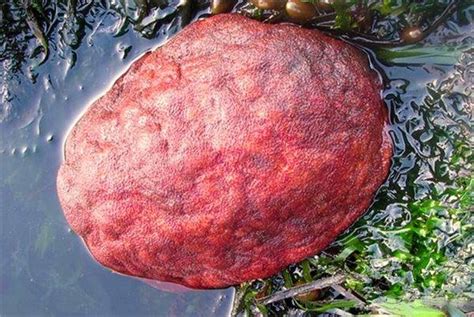 这个红色的石头是什么种类？_百度知道