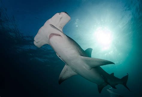 12 Animals That Reproduce Asexually