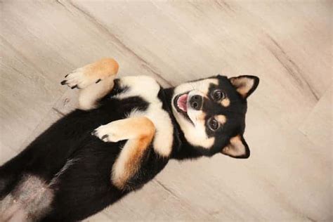 The Charming World of A Shiba Inu: Everything You Need to Know