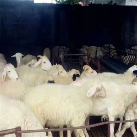 小羊批发200元2020年小羊羔价格行价_肉羊养殖_嘉祥县思源肉牛养殖场