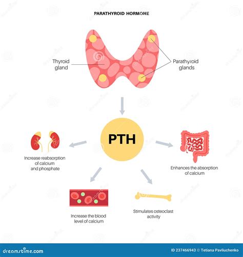Parathyroid Hormone Anatomy