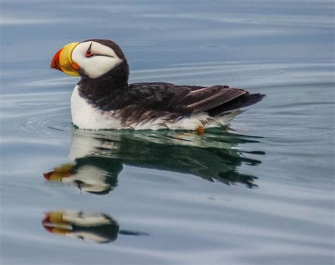 Cannundrums: Horned Puffin