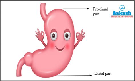 Peristalsis in Biology: Definition, Types and Importance | AESL
