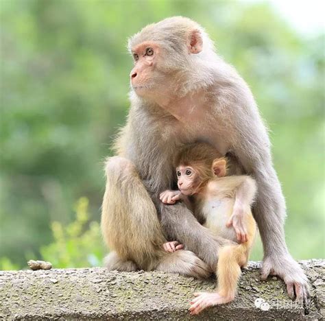 猴年赏猴 | “哺乳”猴妈妈猴宝宝演绎de暖心画面-搜狐