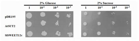The SlSWEET12c Sugar Transporter Promotes Sucrose Unloading and ...