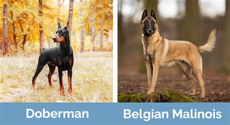 Doberman vs. Belgian Malinois: Key Differences (With Pictures) | Hepper