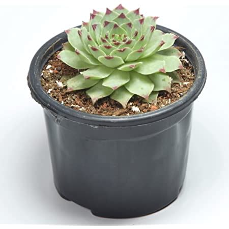 India Gardening Original Red Tip Laxmi Kamal By India Gardening ...