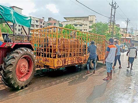 28 stray cattle were caught from Vapi city in 5 days and sent to cages ...