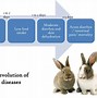 Image result for Weaning Rabbits