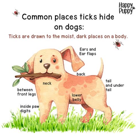 Tips to Naturally Prevent Ticks – Happy Puppy Organics