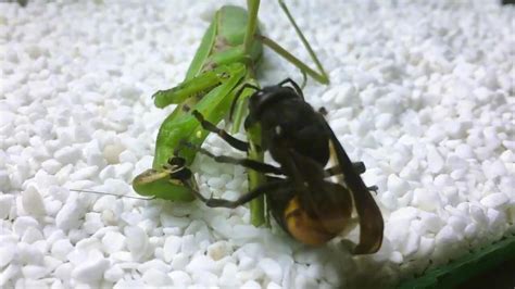 大黄蜂大战螳螂，高速镜头记录厮杀过程，结局如何？_腾讯视频
