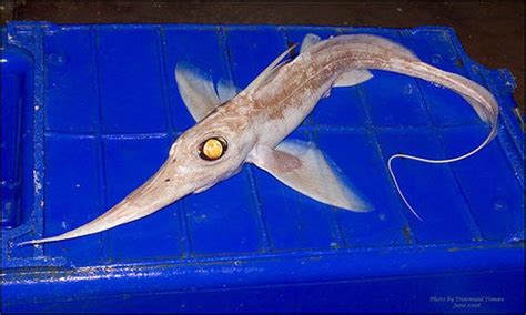 These rarely known deep sea creatures are directly from your worst ...