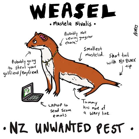 Wee weasels may have big impact on native wildlife