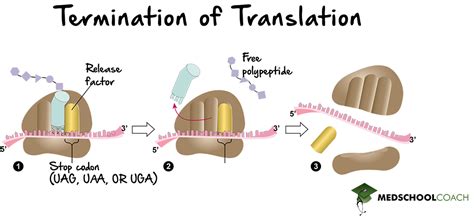 Image result for Translation Process Steps