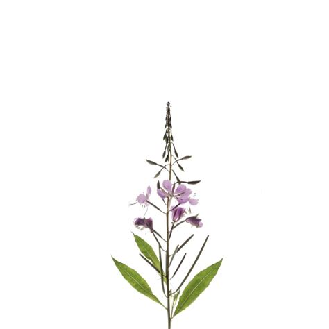 Ontario Native Plants Dundas at Lindsay Johnson blog