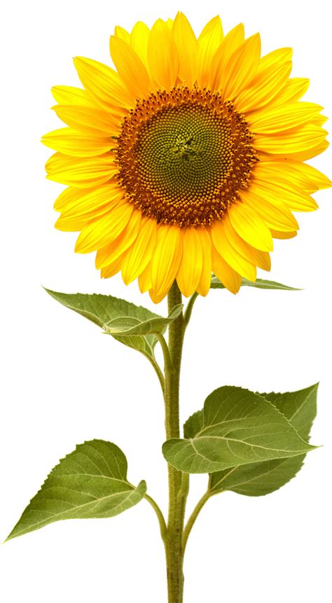 Pin by Sharon Staples on Sunflowers make me happy... | Sunflower quotes ...