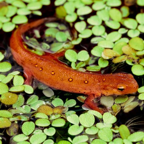Newts Salamander Habitat Salamander Animal Facts Caudata A Z
